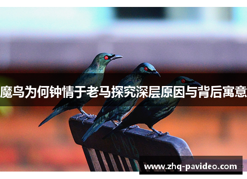 魔鸟为何钟情于老马探究深层原因与背后寓意